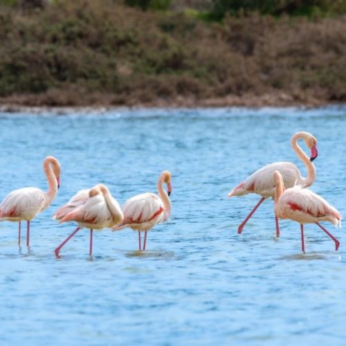 viber_image_2026-02-17_08-56-03-621